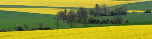 Blooming rape fields in the Burgundy area of France